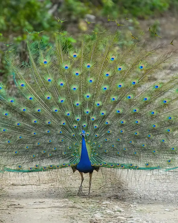 Jim Corbett