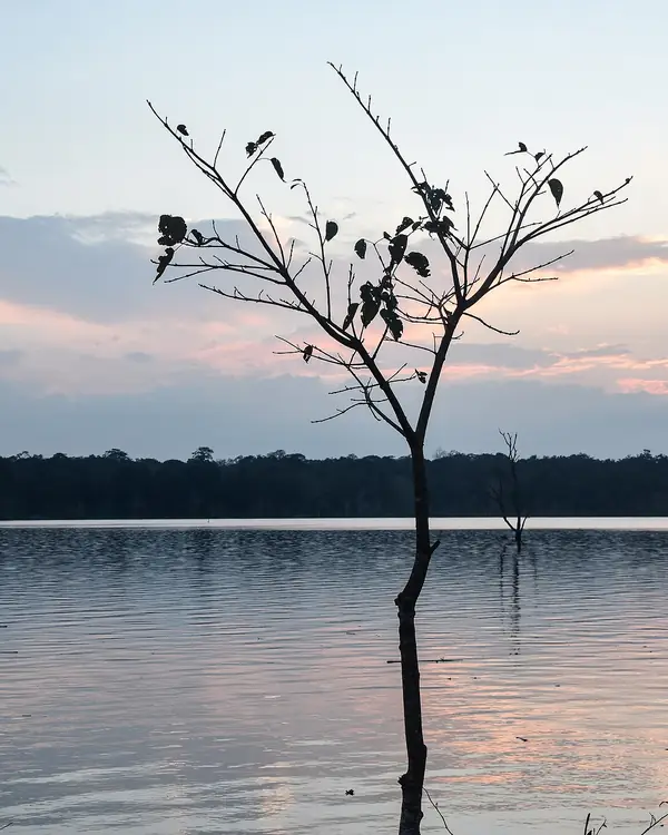Kabini